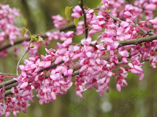 Pink Spring Blossom © Megan