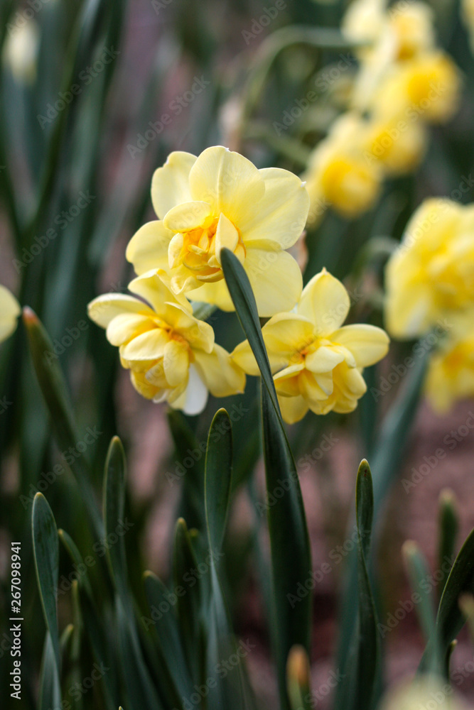 beautiful flowers in nature in the botanical garden beautiful flowers in nature in the botanical garden
