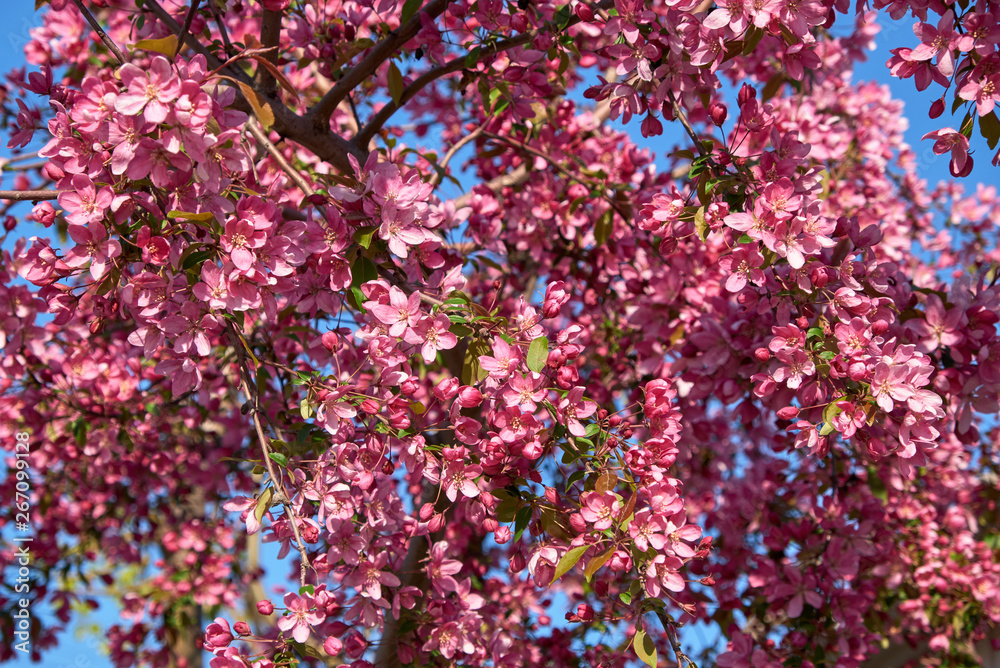 branch of decorative cherry with pink flowers branch of decorative cherry with pink flowers