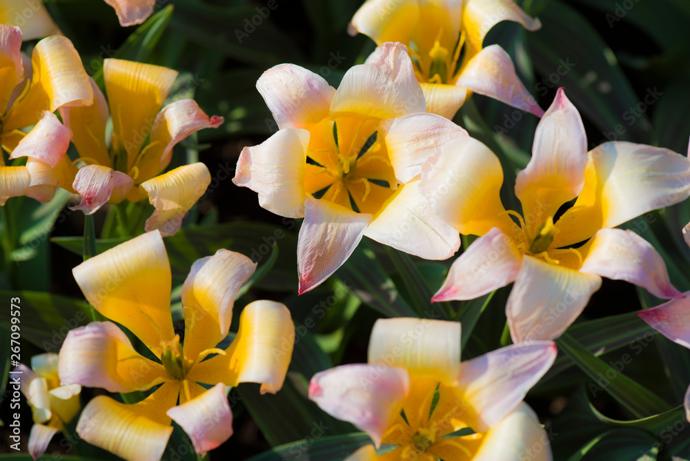 spring flowers in a Dutch garden spring flowers in a Dutch garden