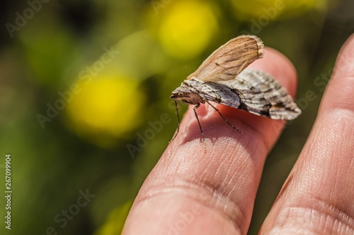Close up image of little grey and brown insect sitting on a finger is a treble-bar moth of the family Geometridae. Sunny spring day in nature. Blurry green and yellow background. 