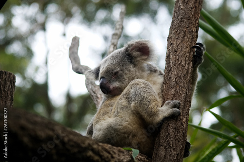 Fototapeta Naklejka Na Ścianę i Meble -  Koala Bear Australia