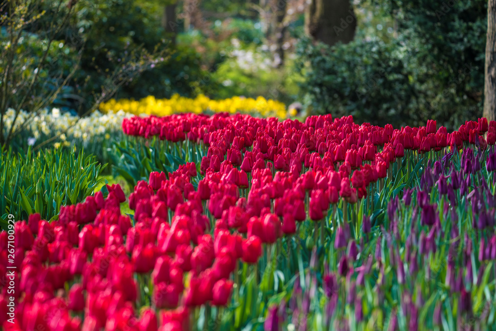 spring flowers in a Dutch garden