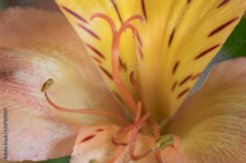 Closeup of a peach and yellow lily flower photo