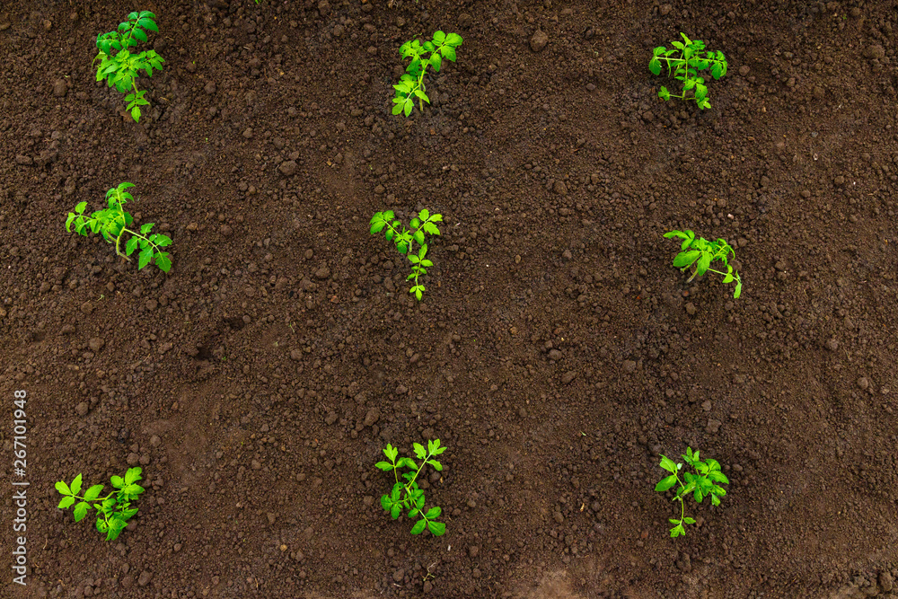 Smart farming with IoT, futuristic agriculture concept, cultivating ecological agricultural using innovative technologies Smart farming with IoT, futuristic agriculture concept, cultivating ecological agricultural using innovative technologies