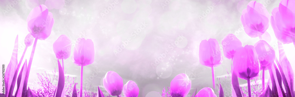 Spring summer composition with flowers of yellow tulips. Flowers against the blue sky, the concept of the spring summer season. March 8, mother's day. Copy space. long banner greeting card