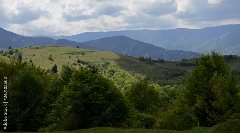 The alpine ridges of the Carpathian Mountains are surrounded by centuries-old forests on the background of the blue sky with white clouds
