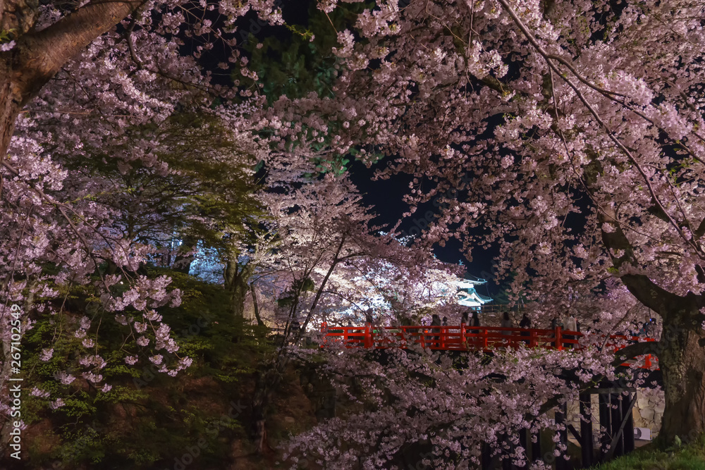 hirosaki park night cherry blossoms 弘前公園の夜桜ライトアップ