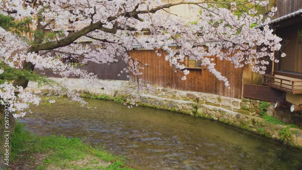 京都　春の風景　満開の桜　日本