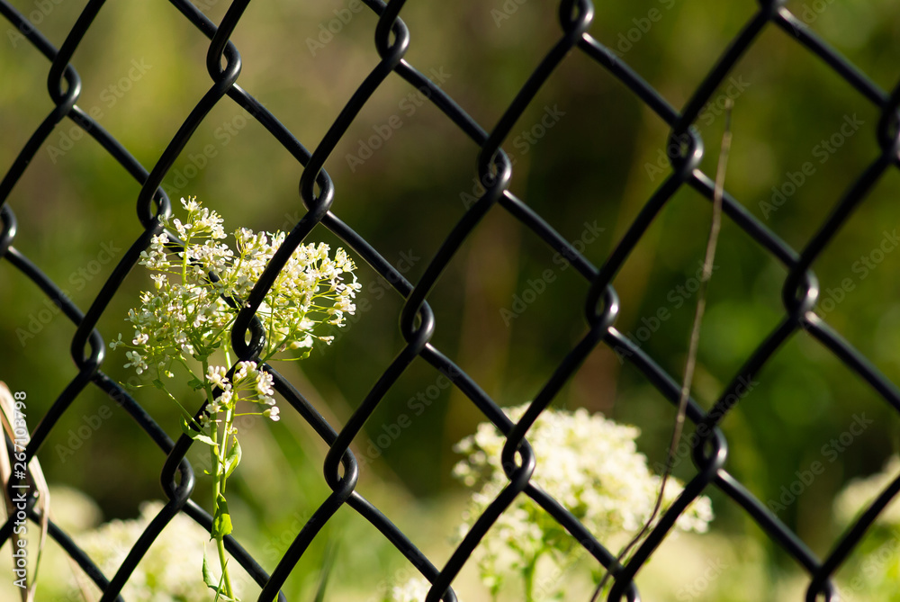 Fototapeta premium Flowers Behind Chain Link Fence