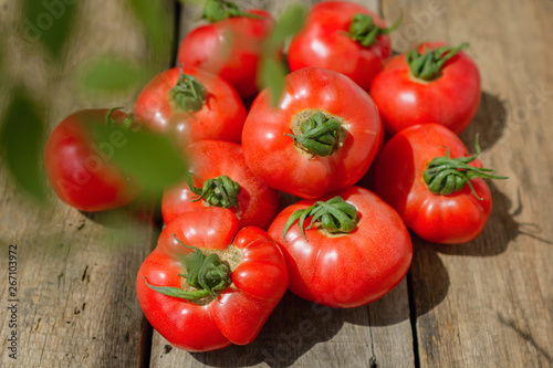 Bright ripe tomatoes collected from the beds lie on wooden planks in sunlight.