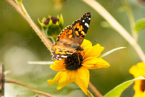 Orange Butterfly on Sunflower