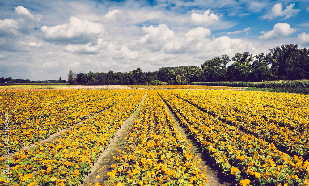 Yellow Flower Farm