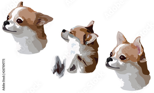 Face of Chihua hua dog various emotions vector isolated on white