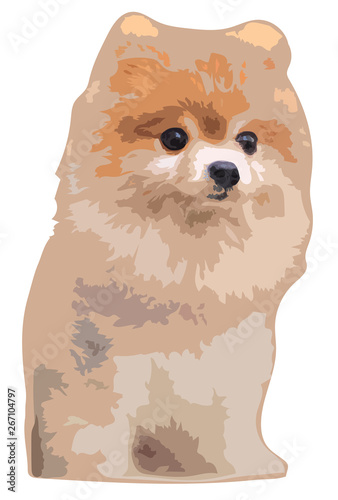 Face of Pomeranian dog staring straight, illustration vector pop art