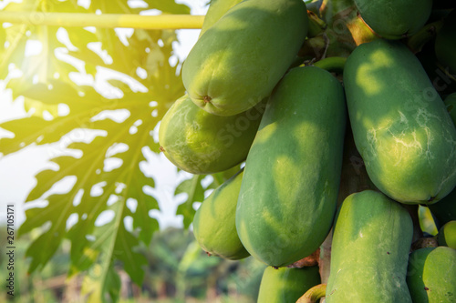 Clos up many fresh results of papaya ( Carica papaya ) Papayas, Papaw, Pawpaw on the tree in organic aggregate agriculture garden. Tropical tree with fruits are raw materials in Thai food menus.