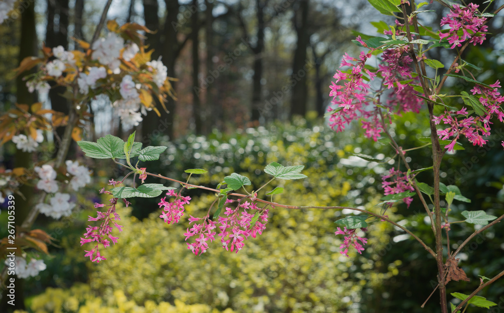 Obraz premium spring flowers in a Dutch garden