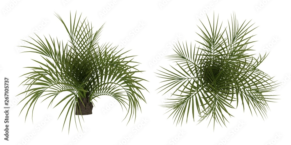 Palmie Tree Botanic Palmie Tree Botanic