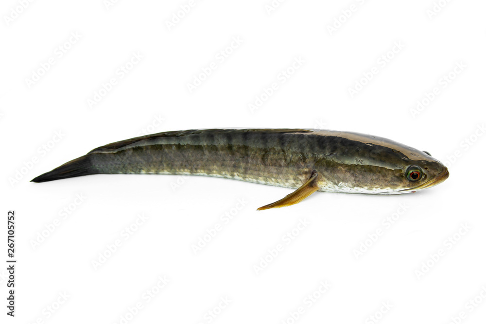 Aquatic Animals striped striped snakehead fish (Channa striata) freshwater  fish the meat is delicious isolated on white background. Stock Photo |  Adobe Stock