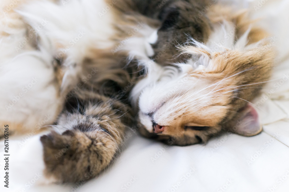 Macro closeup of happy sleepy calico maine coon cat lying on bed on