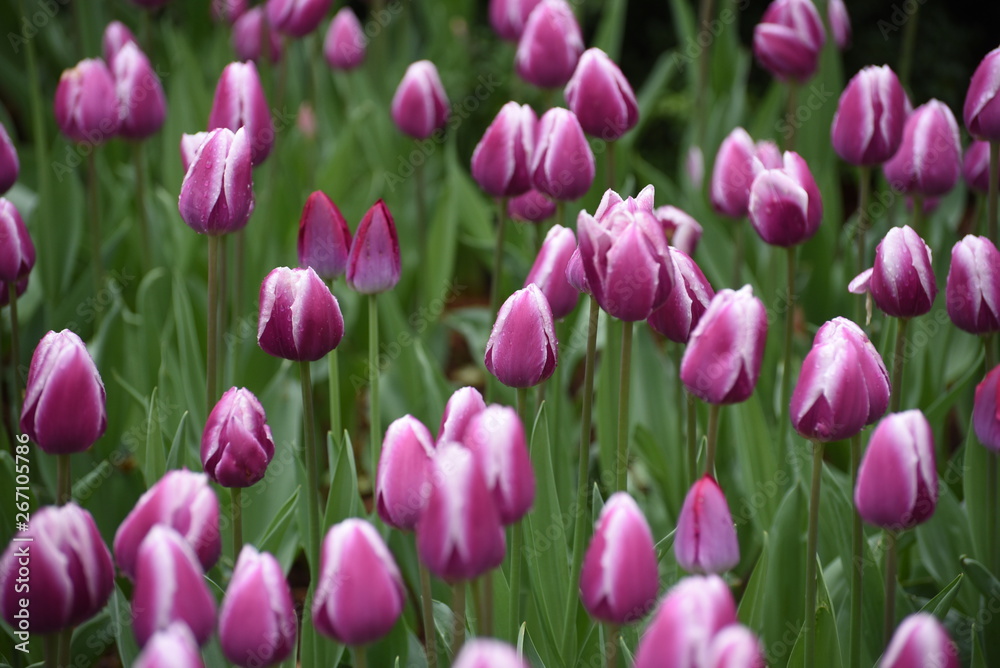 Violet colored tulips blooming in Central Park Violet colored tulips blooming in Central Park