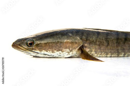 Aquatic Animals striped striped snakehead fish (Channa striata) freshwater fish the meat is delicious isolated on white background.