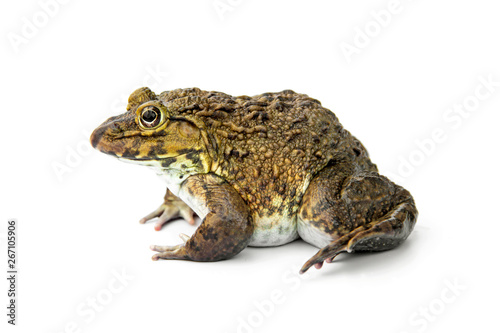 Chinese edible frog, East Asian bullfrog, Taiwanese frog (Hoplobatrachus rugulosus) with breeding husbandry is economic animals in agriculture of Thailand. isolated on white background.