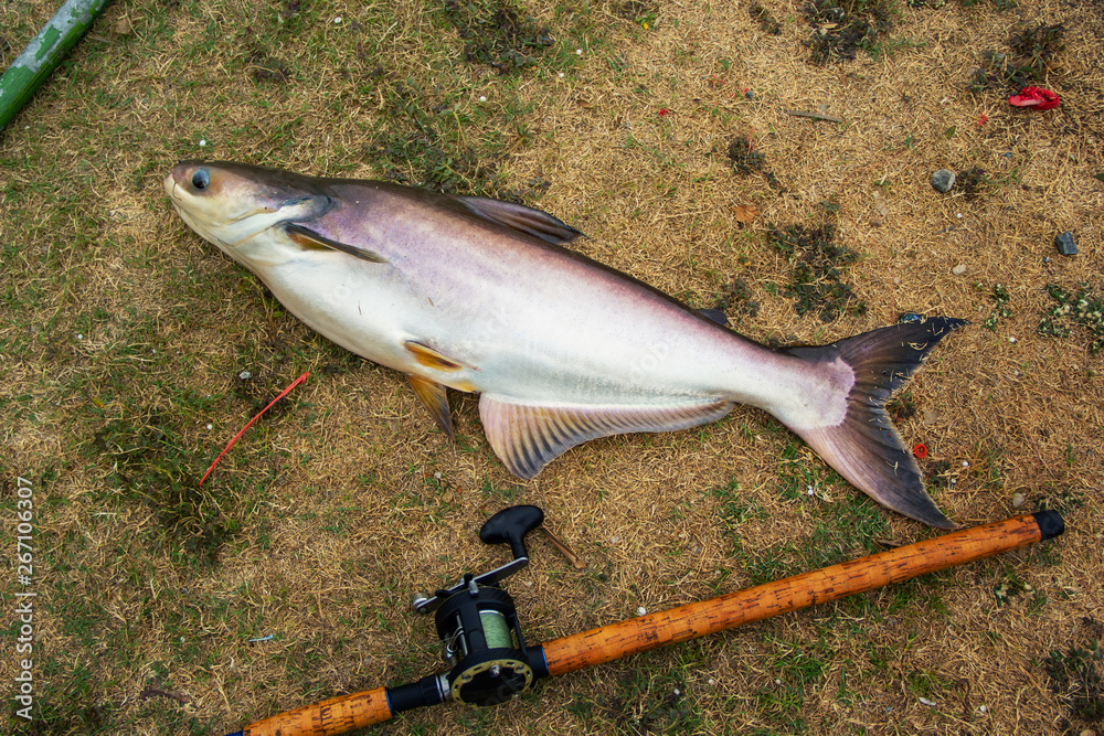 Fishing activities. rod with baitcasting reel with fishing works large  freshwater fish of Thailand named Iridescent shark, Striped catfish, Sutchi  catfish on the grass natural background. Stock Photo