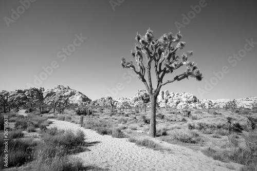 Black and white picture of Joshua Tree National Park landscape, California, America.