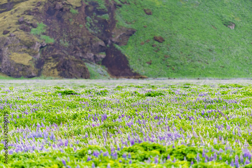 Colorful blue and purple lupine flowers green grass field in Iceland with rocky mountain cliff and valley meadow pattern of many plants