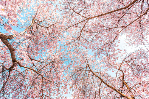 Fotografie, Tablou Looking up at pink cherry blossom sakura trees isolated against blue sky perspec