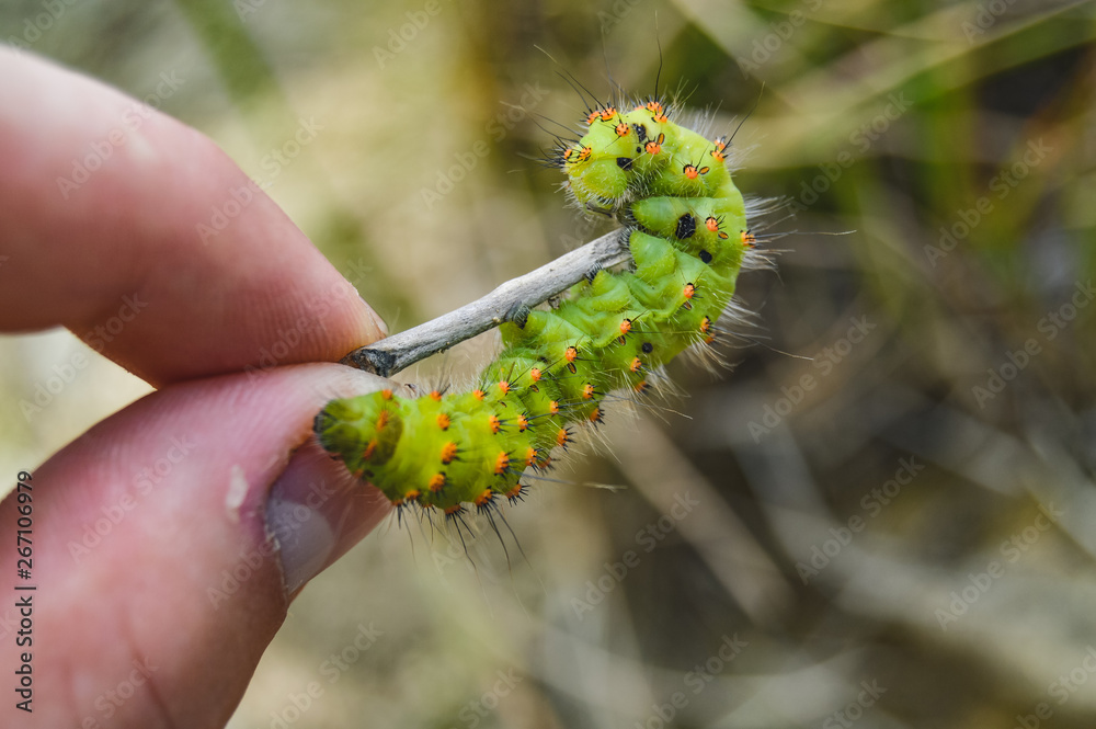 Naklejka premium Gąsienica