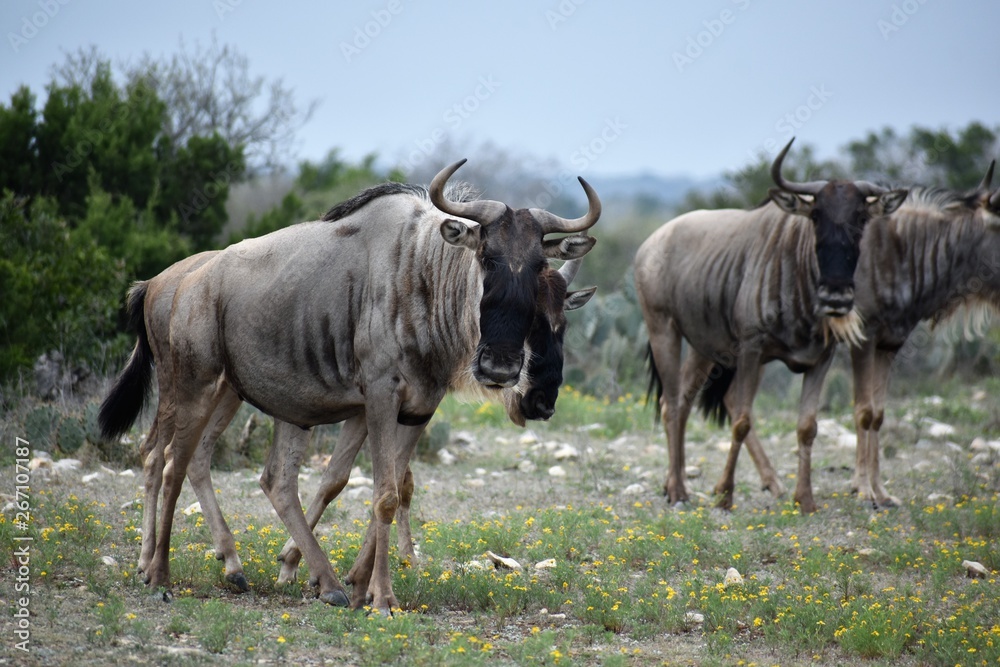 wildebeest portrait in the desert