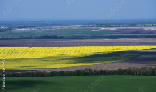Boundless yellow, green and grey fields separated by trees