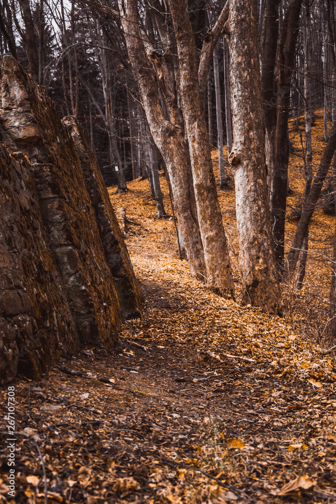 Fototapeta premium forest in autumn