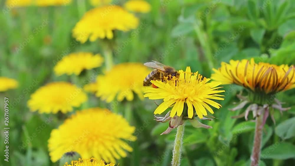 Yellow dandelion field. Bee on a dandelion. Yellow background made of color. Yellow dandelion field. Bee on a dandelion. Yellow background made of color.