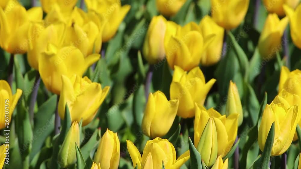 Tulip Flower. Beautiful tulips in the field. Yellow tulips bloom in the garden. Tulip Flower. Beautiful tulips in the field. Yellow tulips bloom in the garden.