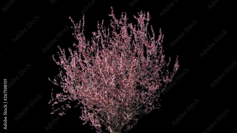 Prunus isolated on black background with alpha channel - Apple ProRes 4444 with Alpha channel, 10bit high quality footage