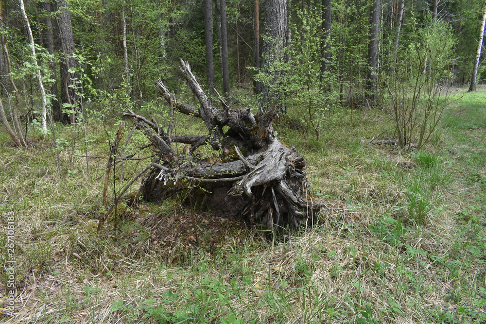 Fototapeta premium Корень сосны