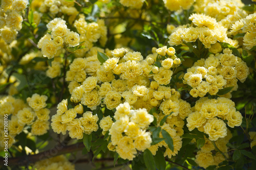 Flowers banksiae Lutea in spring garden. Rosa banksiae, common names Lady Banks' rose.