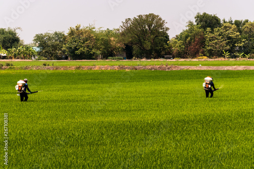 Farmers are injecting pesticides protect plants at rice fields © Ratchapon