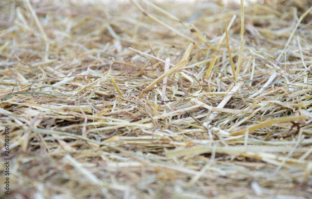 Stroh - Textur - Hintergrund Stroh - Textur - Hintergrund