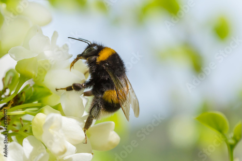 close up of bumblebee on white acacia blossoming Fototapeta