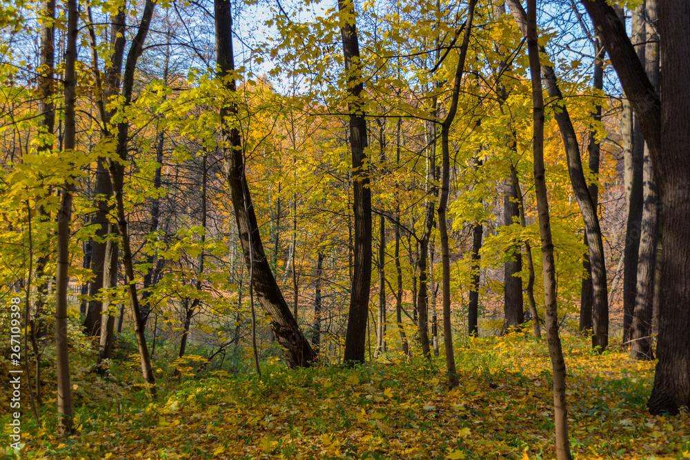 Scenic view to the autumn park, golden autumn