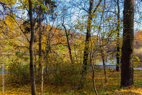 Scenic view to the autumn park  golden autumn