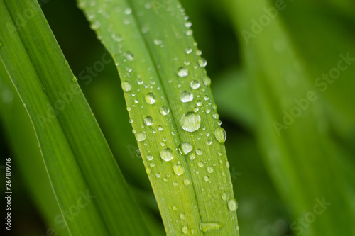 Green leaf with raindrops