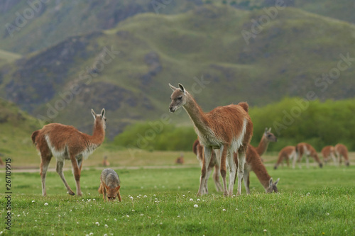 South American Grey Fox (Lycalopex griseus) searching for food amongst a group of Guanaco (Lama guanicoe) in Valle Chacabuco, northern Patagonia, Chile.
