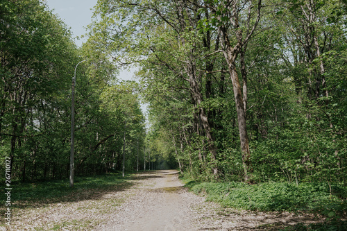 The road in the summer forest