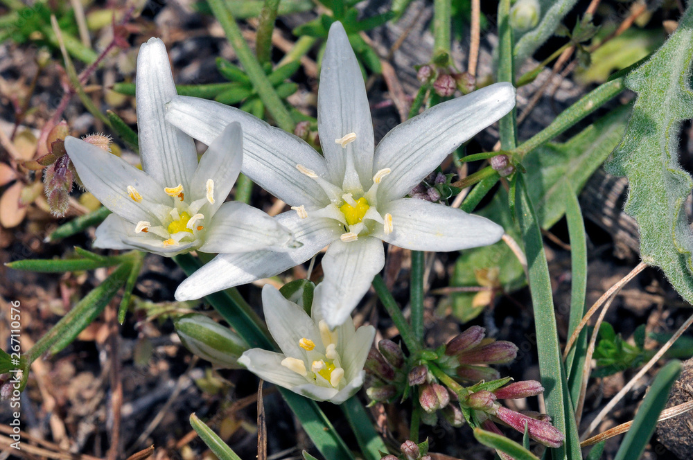 Flower of Ornithogalum ssp, probablu O. divergens, Crete Flower of Ornithogalum ssp, probablu O. divergens, Crete