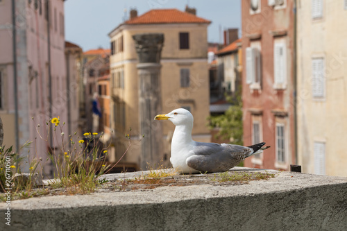 Seagull at historic center of the Croatian town of Zadar at the Mediterranean Sea, Europe.